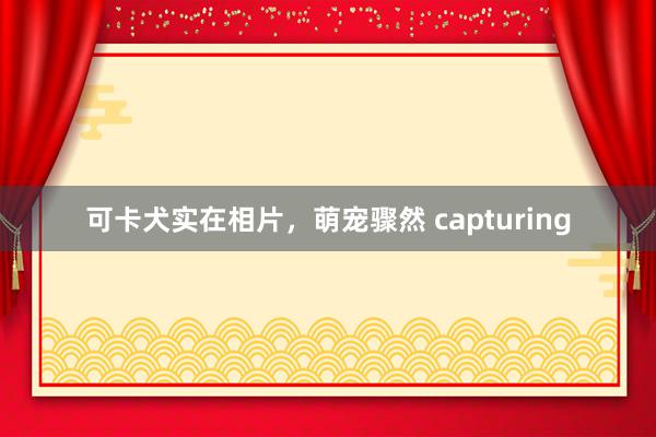 可卡犬实在相片，萌宠骤然 capturing